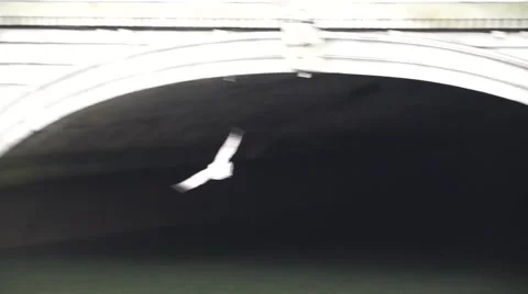 Bird River Liffey Dublin Video stock 46693515