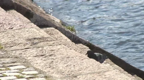 Bird by the river Nisava Stockbeeldmateriaal 37429072