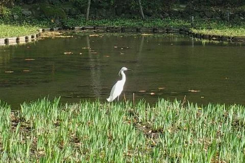 A bird in a river Stock Photos