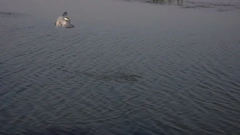 Bird: river Tern catching fish at chilika lake Stock Footage 172058707