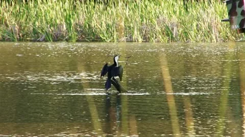 Bird on River Tree Branch Stock Footage 10605105