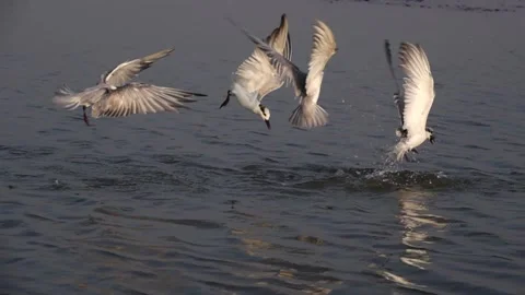 Bird-RiverTern catching fish at lake chilka backwaters Stock Footage 172058697