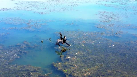 Bird Riverwalk Augusta GA Video stock 277449022