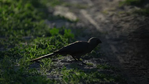 Bird on the road, backlight sun. Grey go-away-bird, Corythaixoides concolor, gre Stock Footage 223372821