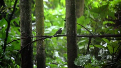 Bird roaming in the backyard graden, on a rainy day, wildlife video Stock Footage 287609945