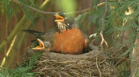 А bird Robin and two chicks sit in the nest Stock Footage 141408