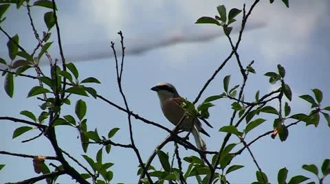 Bird Robin Stock Footage 11288172
