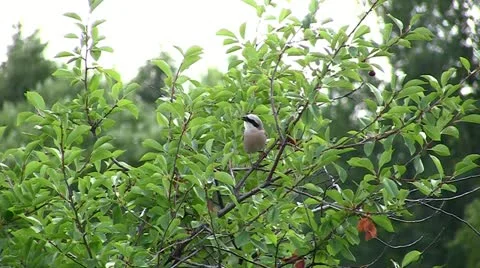 Bird Robin Video stock 11288173