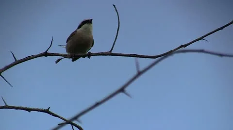 Bird Robin Stock Footage 11288175