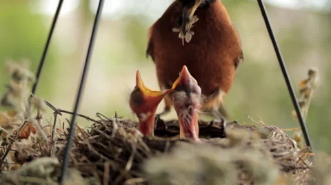 Bird (Robin) Landing in nest facing camera and feeding chicks Video stock 52048754