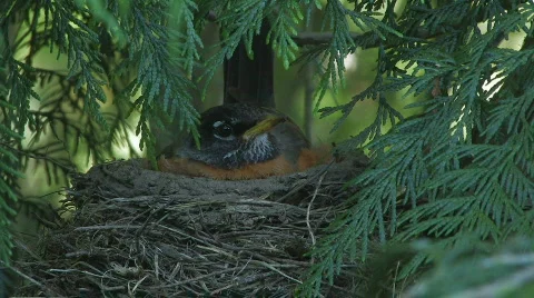The bird Robin in the nest and opens its mouth Stock Footage 130188