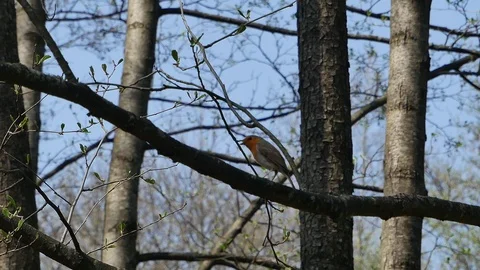 The bird a robin sings. 스톡 동영상 116708888