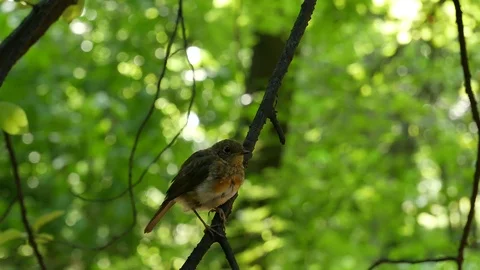 The bird a robin sitting on a branch. 스톡 동영상 115238220