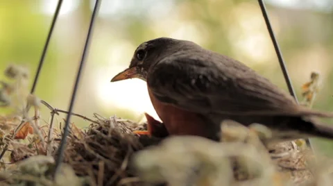 Bird (Robin) Tending Chicks Then Flying Away Video stock 52048927