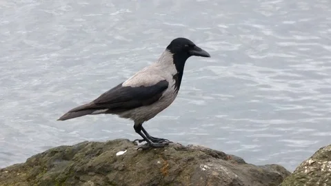 Bird on Rock - Bird on Seaside Stock Footage 123773116