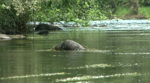 Bird on a rock Stock Footage 380437
