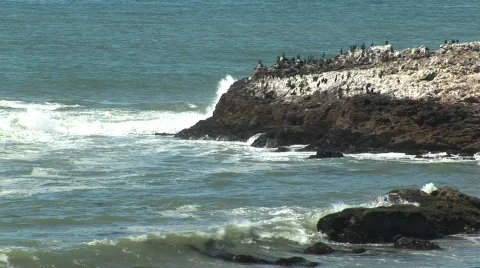 Bird Rock 스톡 동영상 510328