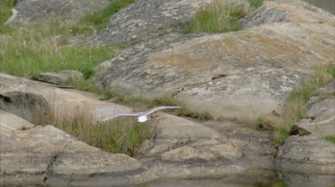 Bird on a rock Stock Footage 11340082