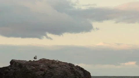 Bird on the rock. Stock Footage 55706624