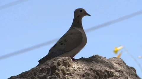 Bird On Rock Stock Footage 120887778
