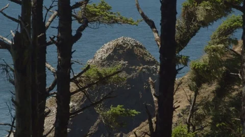 Bird rock Stock Footage 262793484