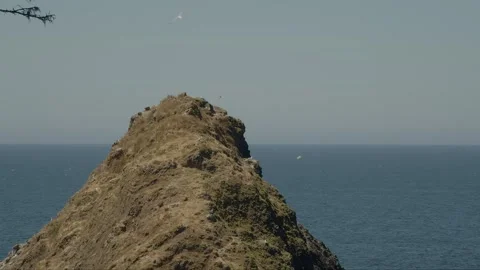 Bird rock Stock Footage 262793887