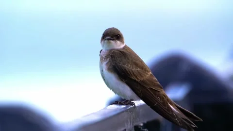 Bird on Rock Stock Footage 292821472