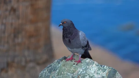 Bird on a rock looking around Stock Footage 93856621