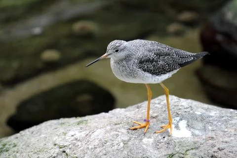 Bird on the rock Foto stock