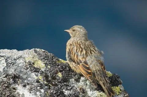 Bird on a rock Stock Photos