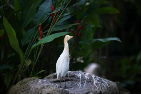 Bird on the rock  Stock Photos