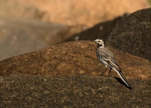 Bird on rock Stock Photos