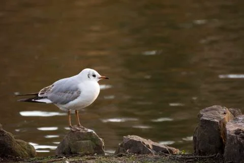 Bird on a rock Stock Photos