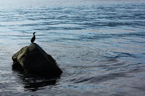 Bird on a rock Stock Photos