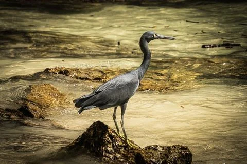Bird on rock Stock Photos