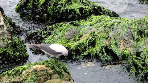 Bird on the Rock in Sea Stock Footage 123767605