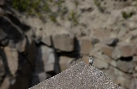 Bird on rock, White Wagtail (Motacilla alba),Bornholm Stock Photos