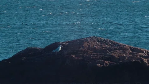 Bird on the Rocks Stock-Footage 166000895