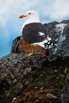 A bird on a rocks Foto stock