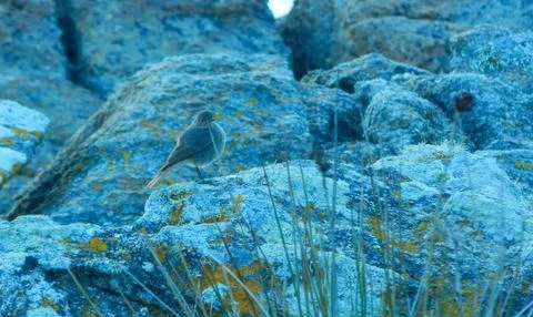 Bird on the rocks Foto stock