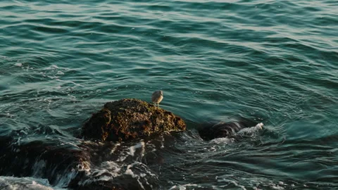 Bird on the rocks of the sea, closeup Stock Footage 309724695