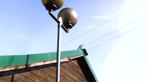 Bird on roof Stock Footage 171535201