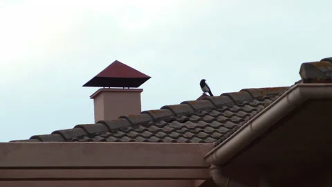 Bird on rooftop Stock Footage