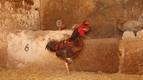 Bird, Rooster standing on one leg conserving heat and resting muscles naturally Stock Footage 317365537