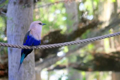 Bird on rope Stock Photos
