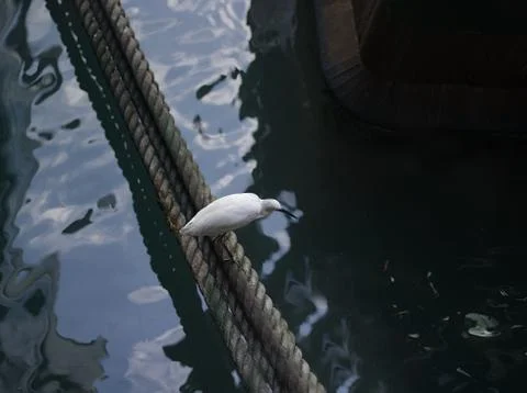 Bird On Rope 写真素材