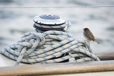 Bird on ropes Foto stock
