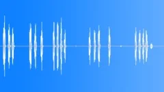Bird: rose-ringed parakeet - alarmed, loud chirp, sing - seamless loopingSound Effect
