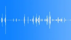 Bird: Rose-Ringed Parakeet - Chirp Calls, Playful, Coo, Sing - Seamless Looping Sound Effect