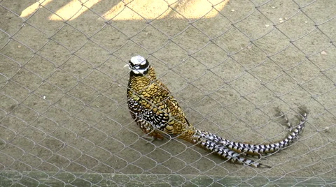 Bird, royal pheasant Stock Footage 43806685